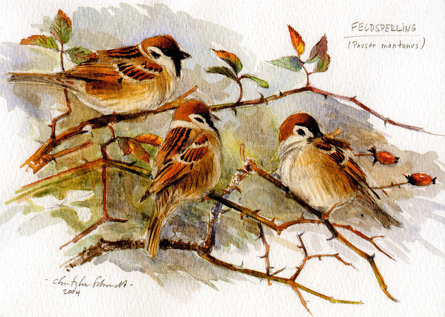 Feldsperling