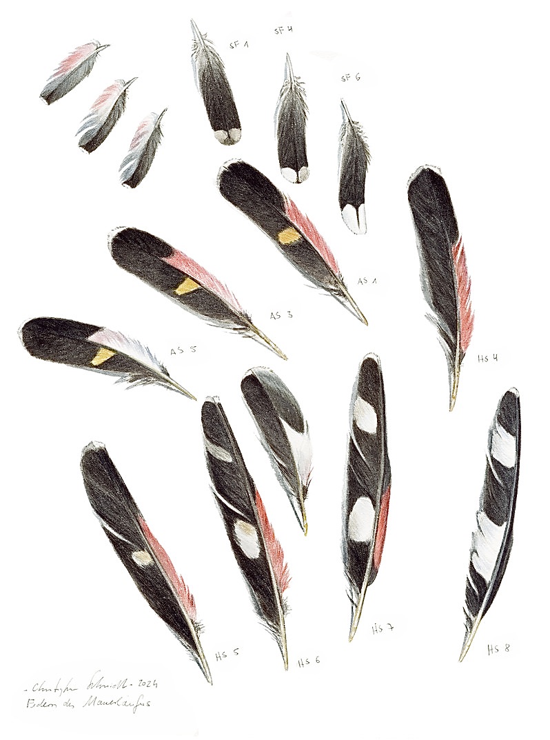 Federn des Mauerläufers