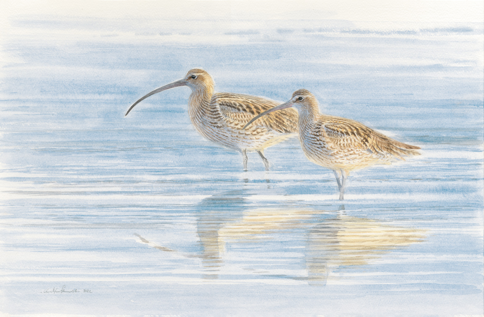 Leinwanddruck "Großer Brachvogel"