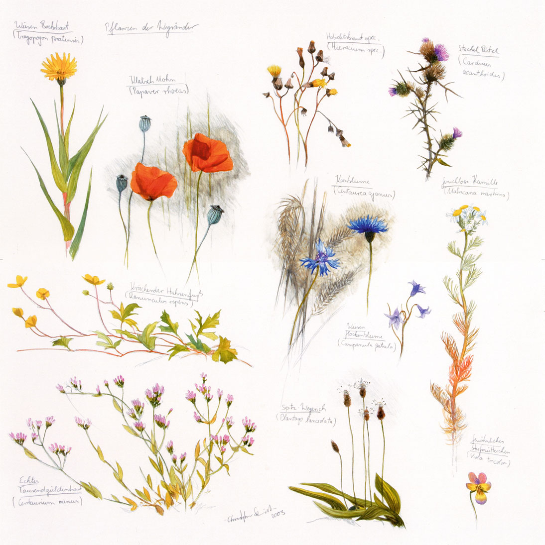 Pflanzen der Wegränder