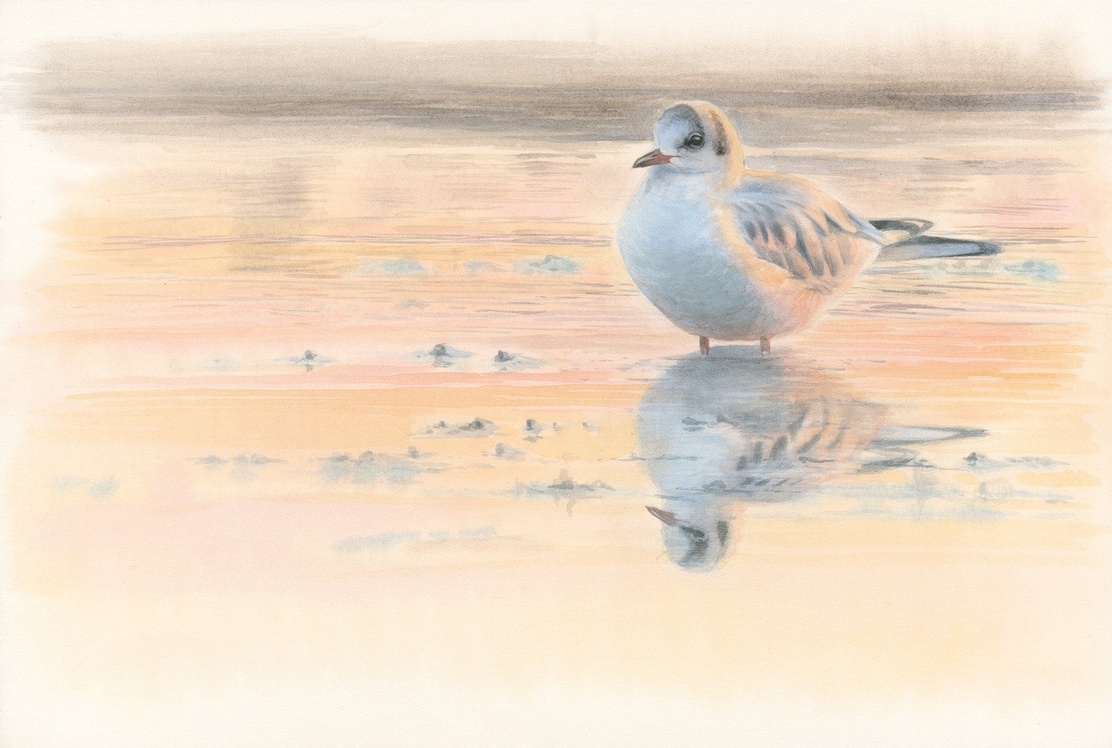 Lachmöwe im Abendlicht 2
