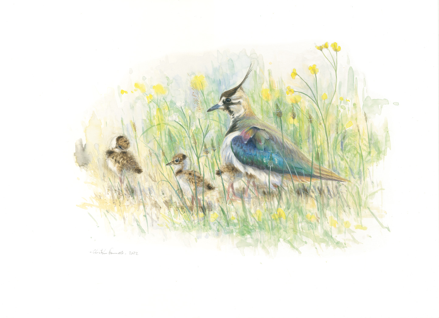 Kiebitz mit Jungvögeln