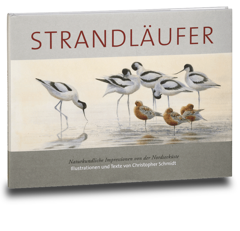 Strandläufer
