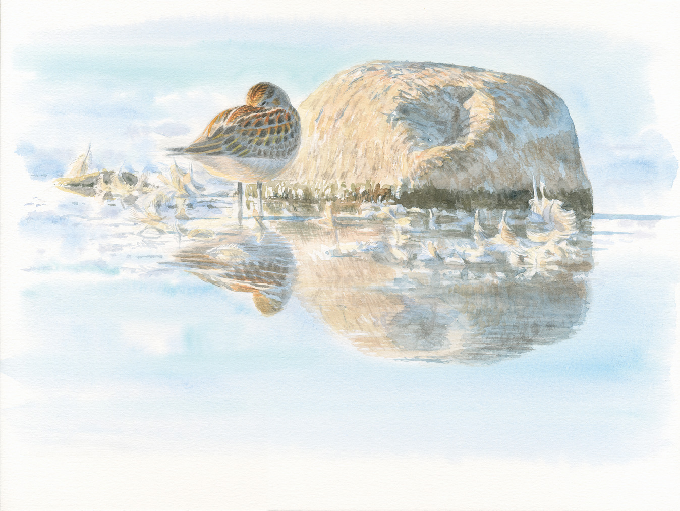 Schlafender Zwergstrandläufer