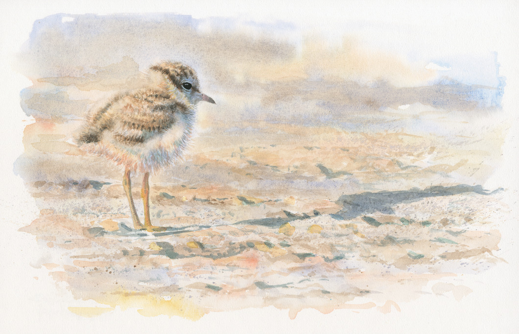 Junger Sandregenpfeifer