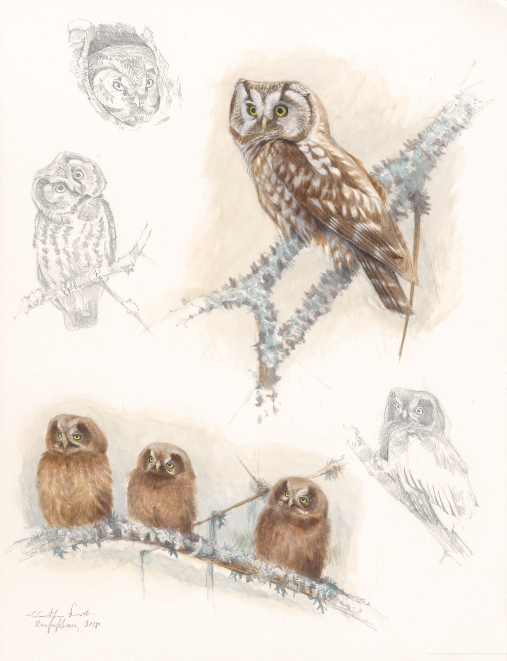 Raufußkauzstudien