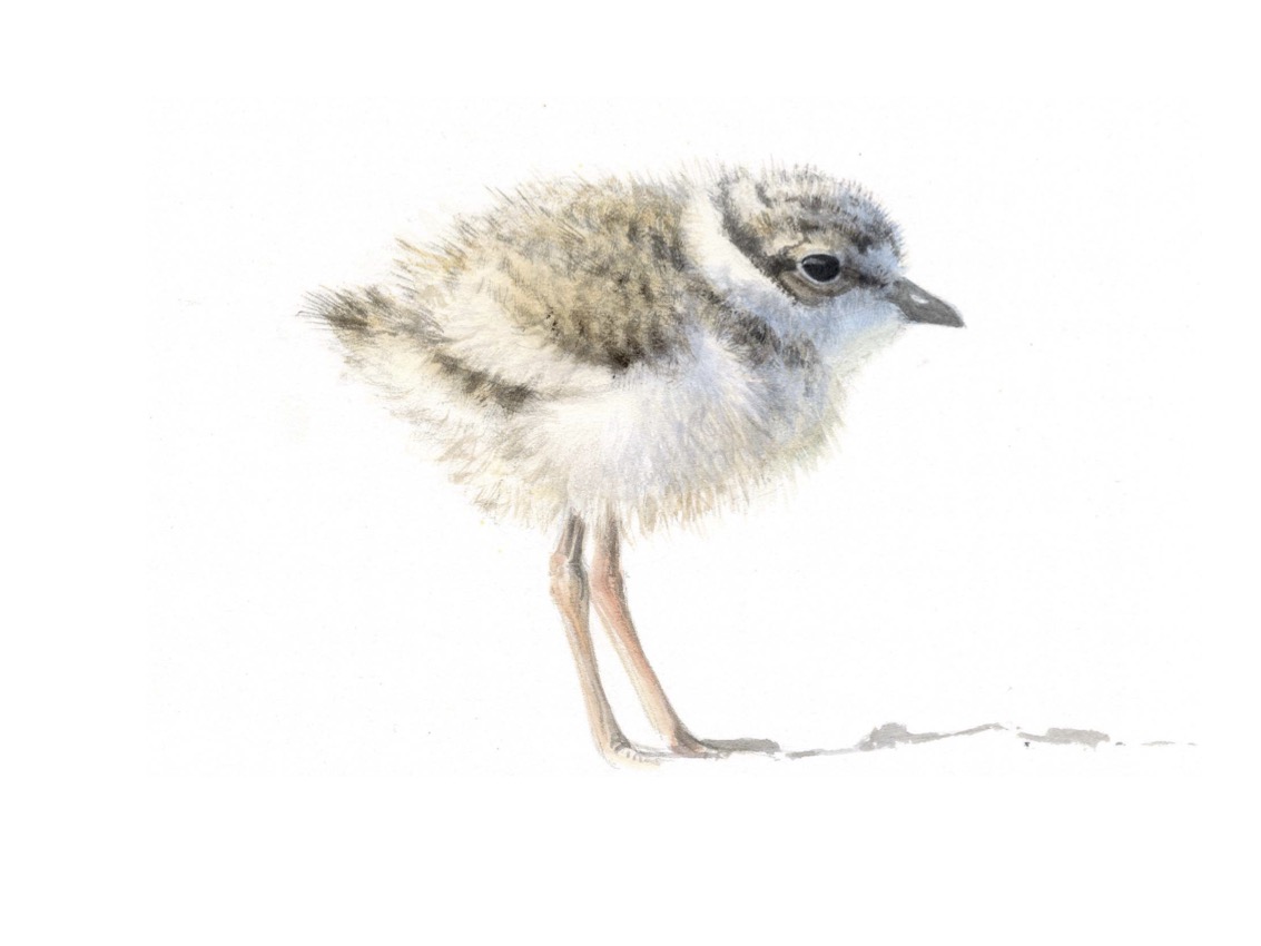 Junger Sandregenpfeifer