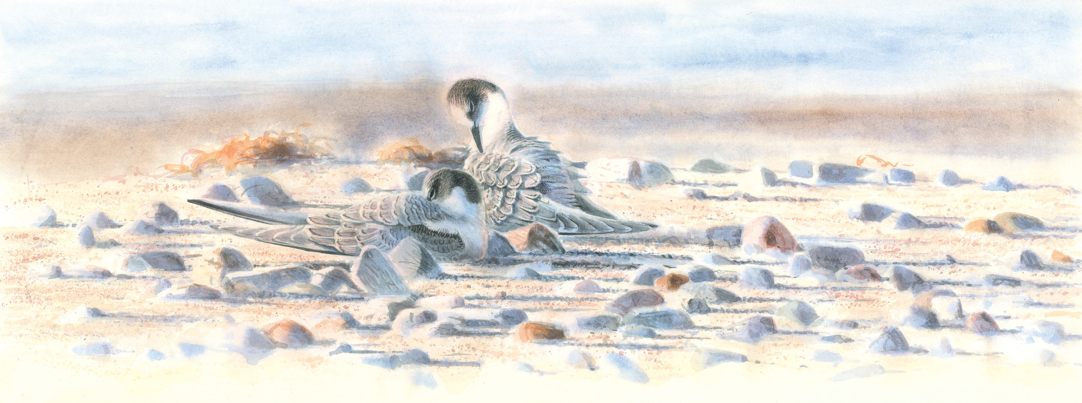 Junge Küstenseeschwalben