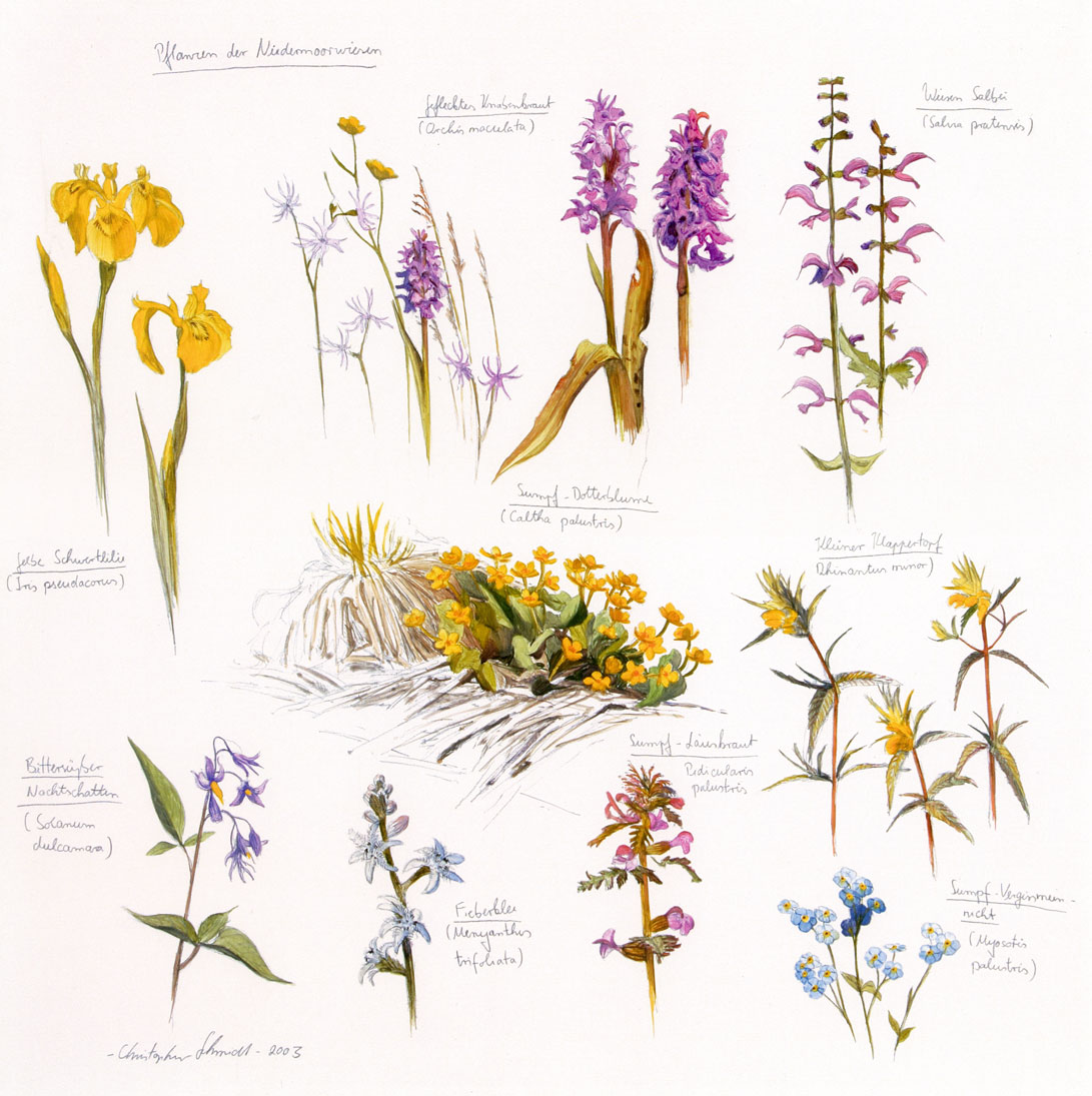 Pflanzen der Niedermoorwiesen
