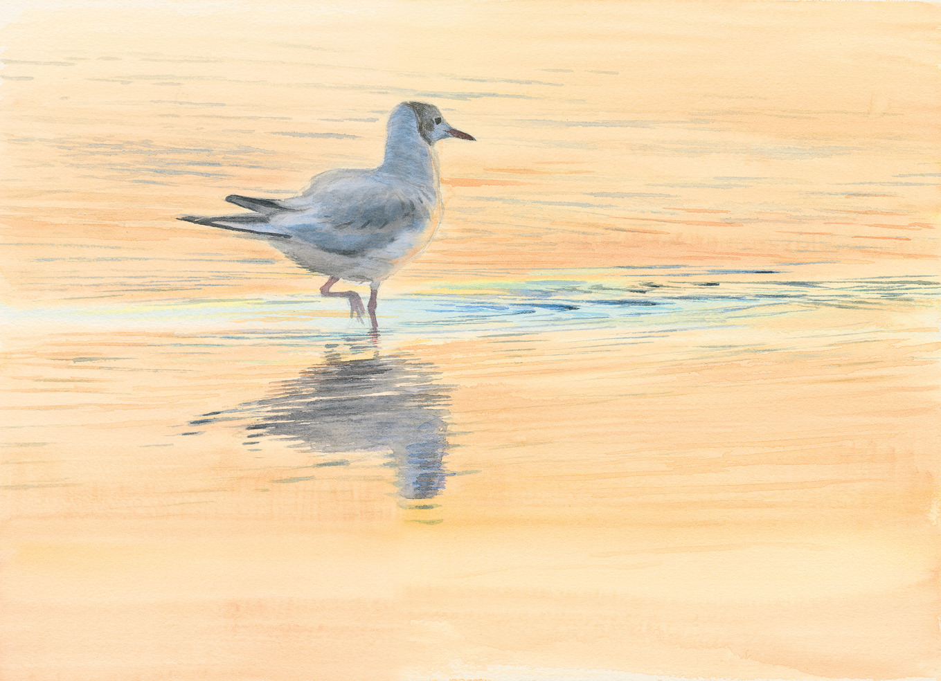 Lachmöwe im Abendlicht 1