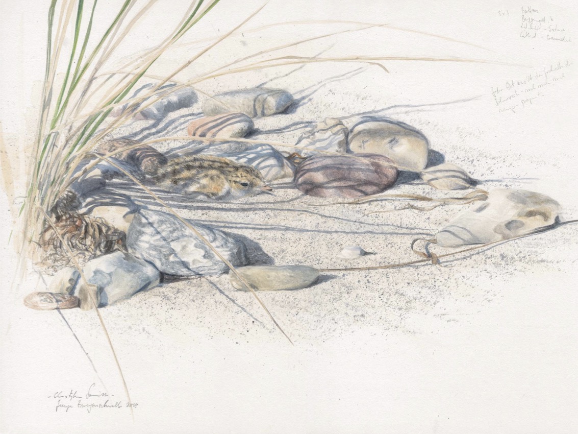 Junge Zwergseeschwalbe