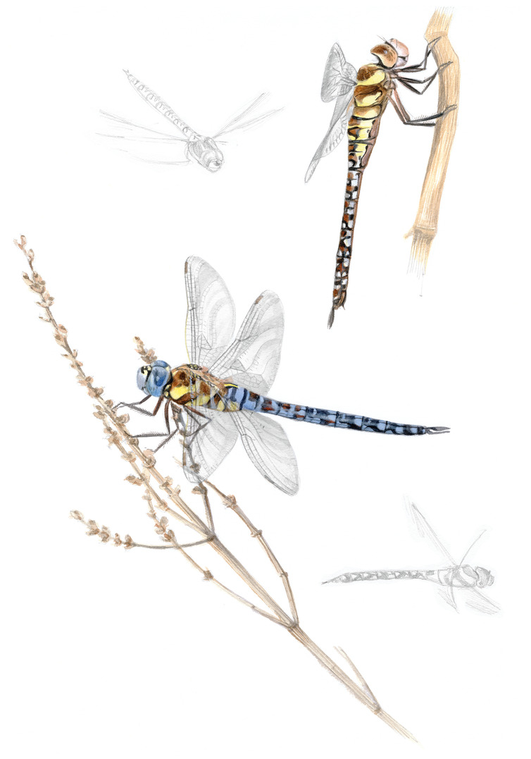 Herbst-Mosaikjungfer