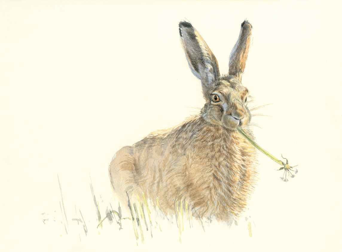 Feldhase mit Löwenzahn