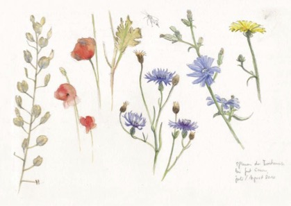 Blumen der Brachflächen