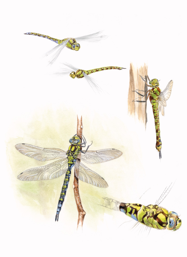 Blaugrüne Mosaikjungfer