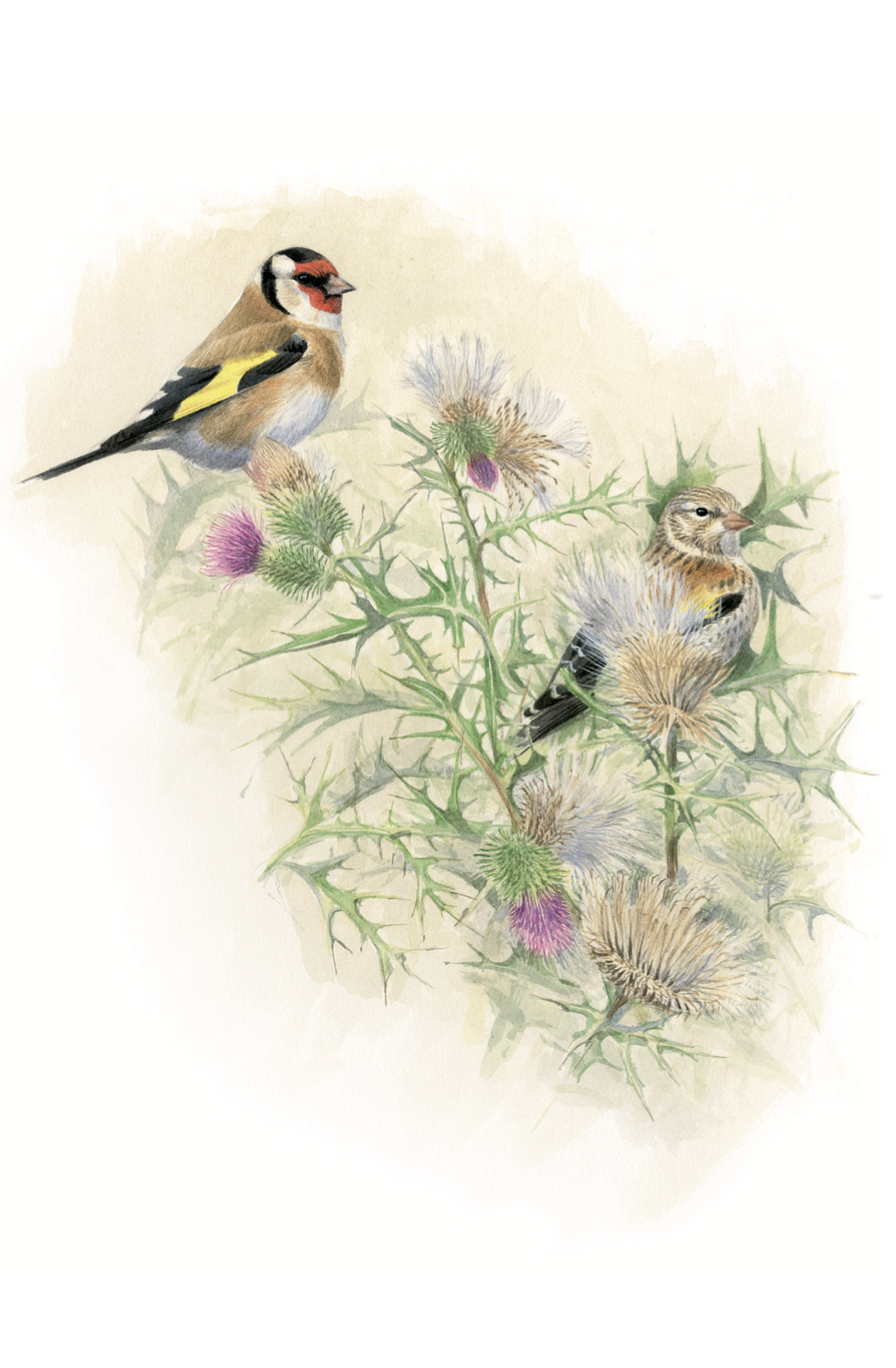 Distelfink/Stieglitz